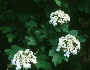 #1 viburnum compact bailey