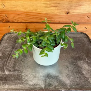 Aeschynanthus Lipstick Gracilis, 2" Plant