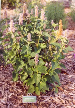 Agastache foeniculum - ANISE HYSSOP 1401