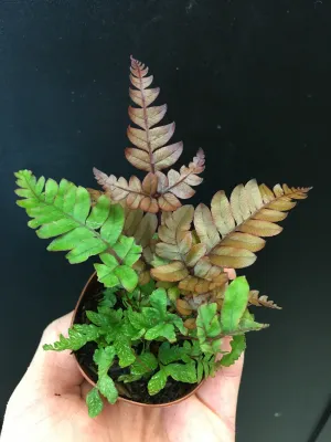 Autumn Fern
