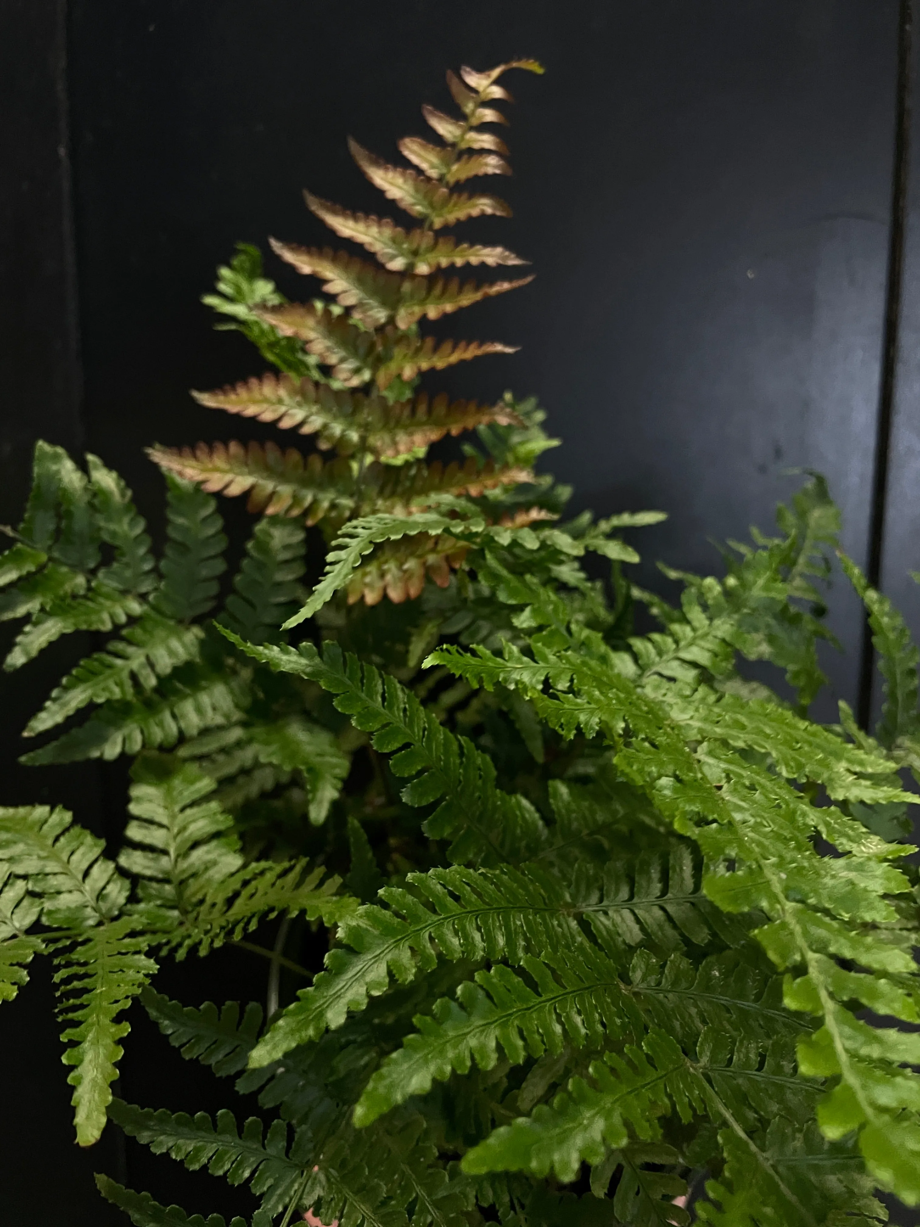 Autumn Fern