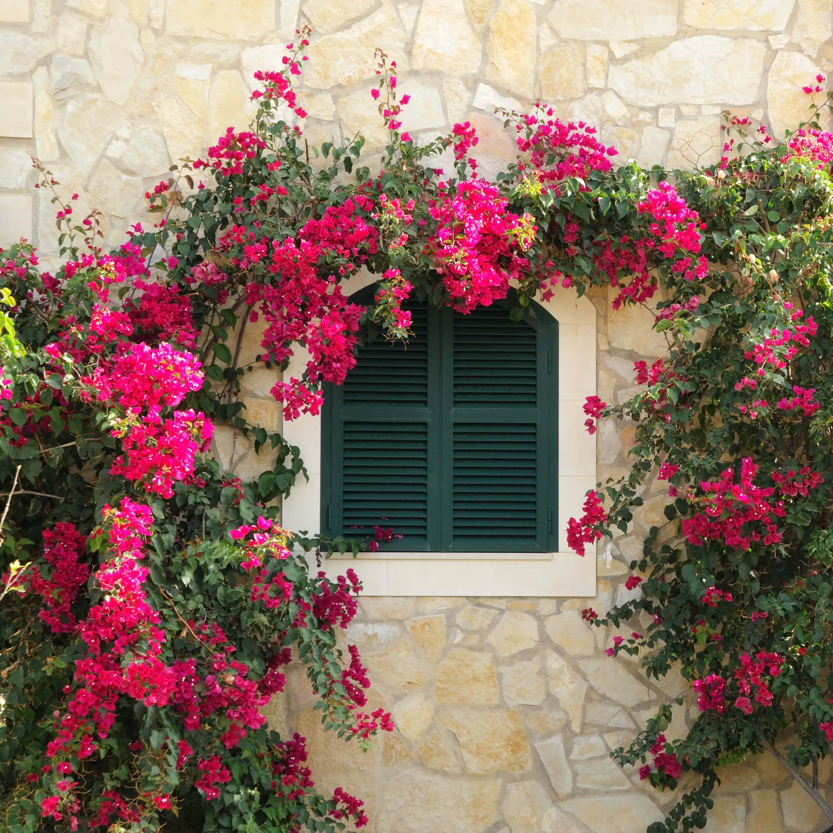 Barbara Karst Bougainvillea