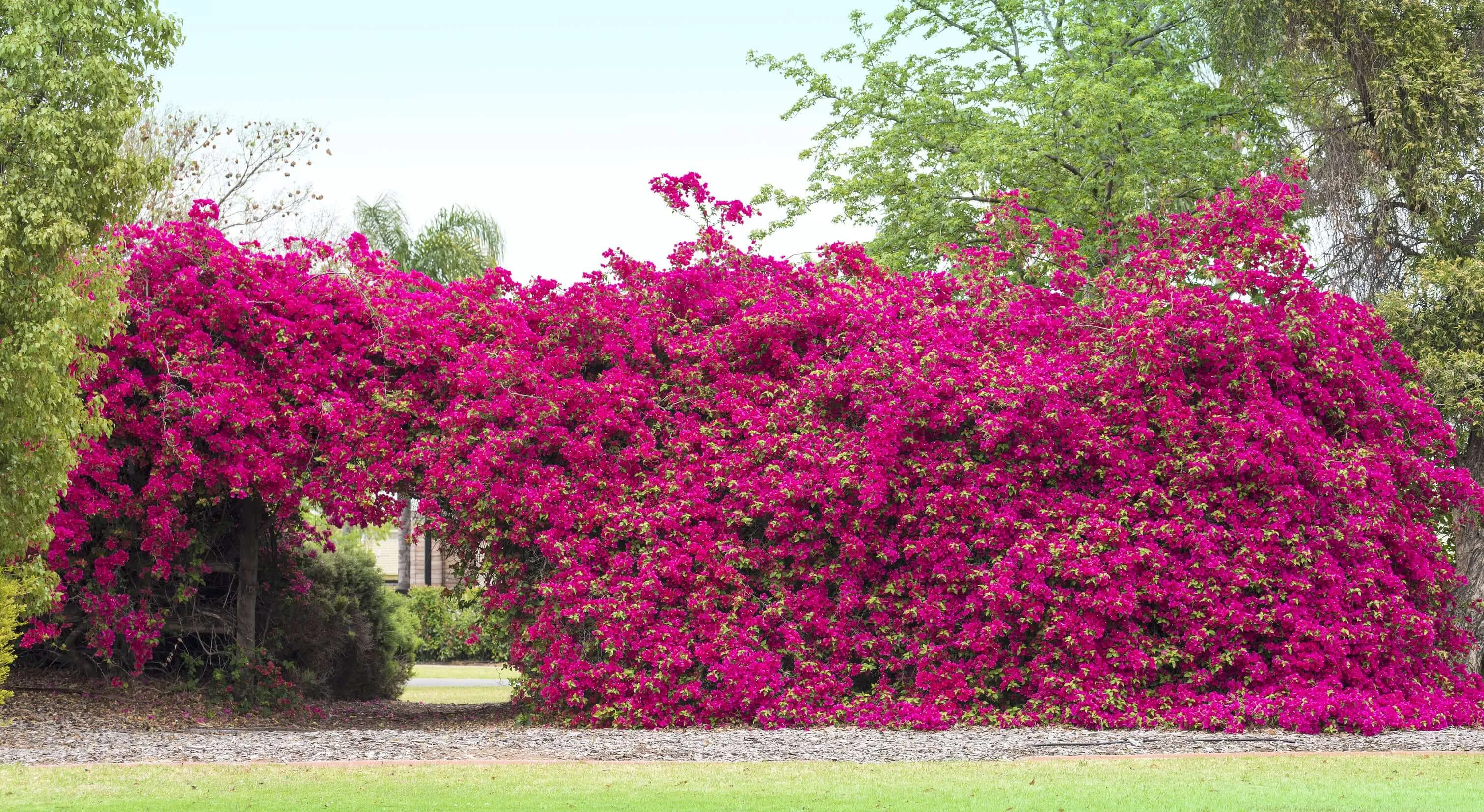 Barbara Karst Bougainvillea