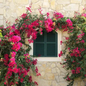 Barbara Karst Bougainvillea