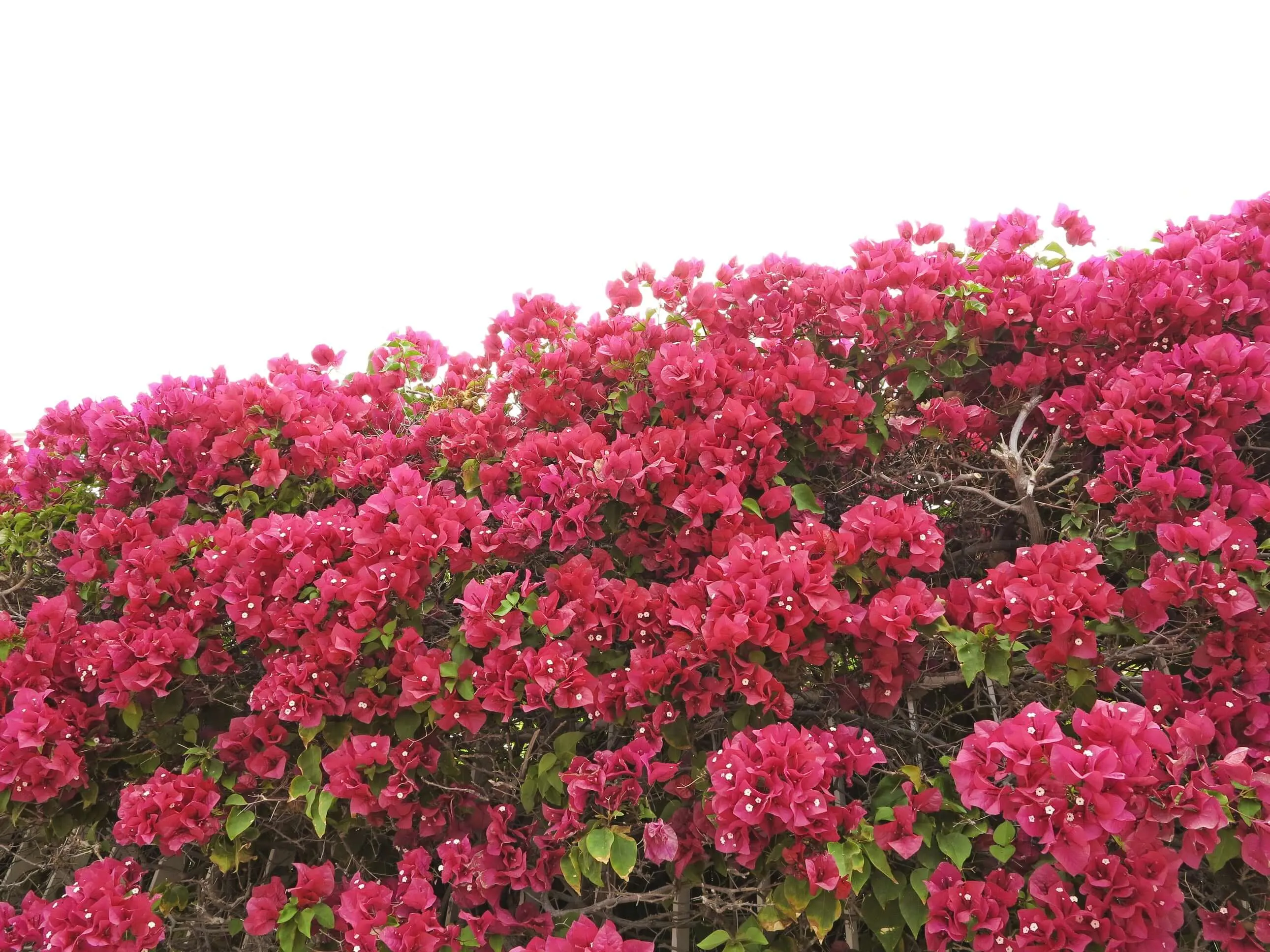 Barbara Karst Bougainvillea