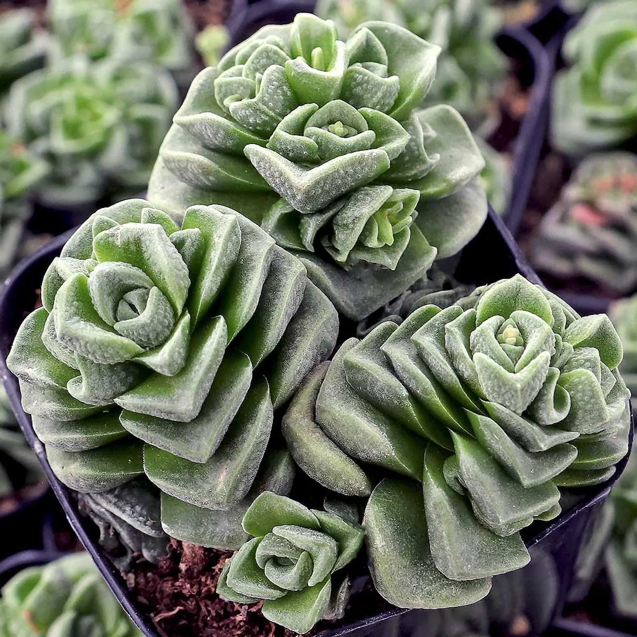 Crassula 'Dorothy'