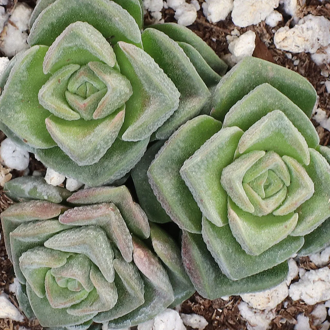 Crassula 'Dorothy'