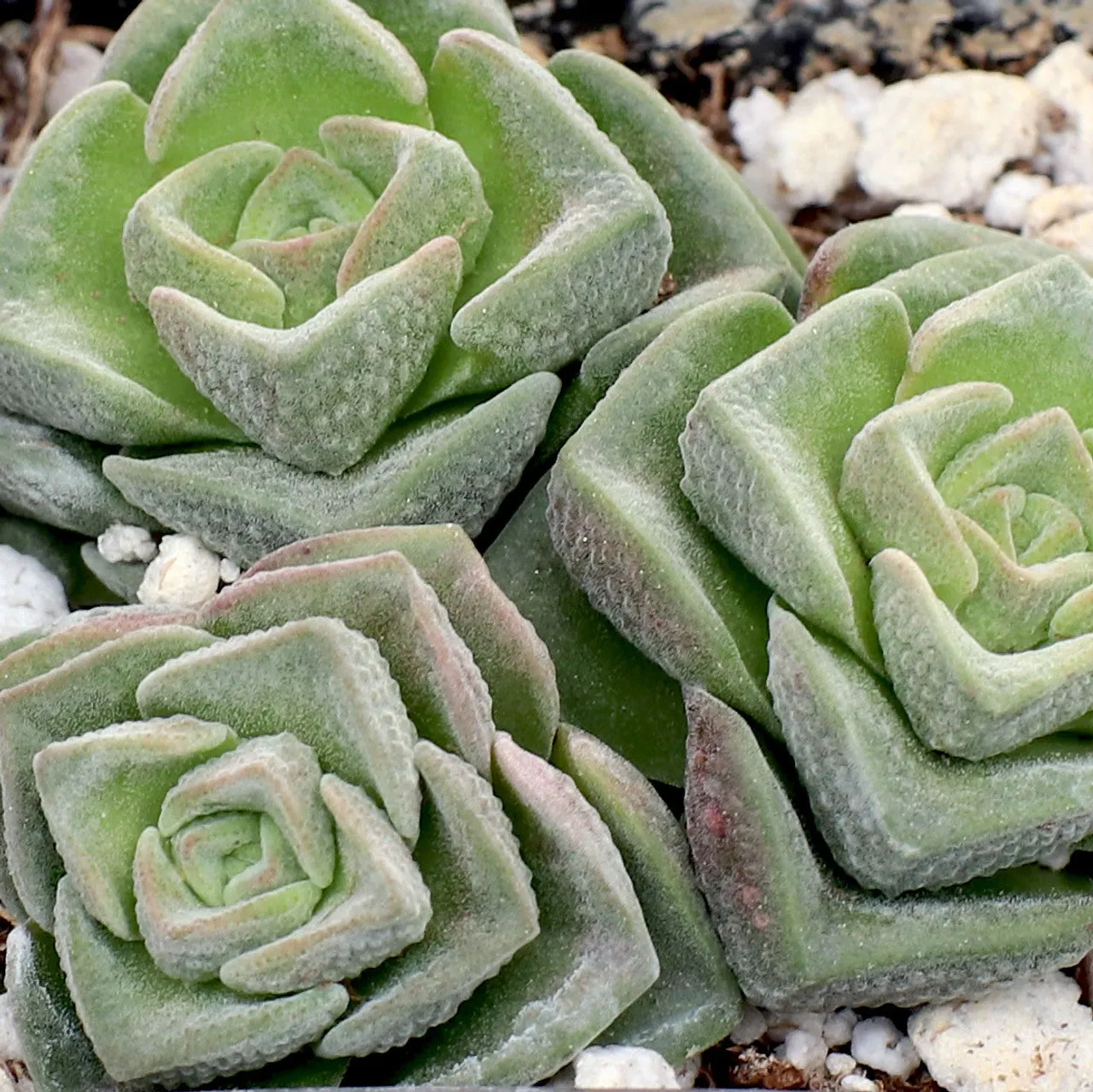 Crassula 'Dorothy'