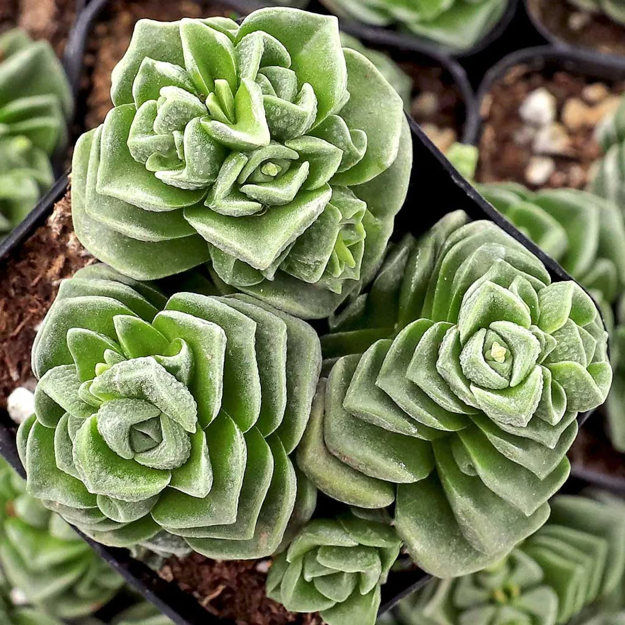 Crassula 'Dorothy'