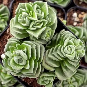 Crassula 'Dorothy'