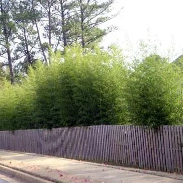 Giant Gray