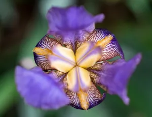 Iris reticulata Dwarf Blue