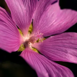 Lavatera 'Lilac Lady' 3L