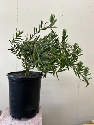 Leucadendron Red Eye