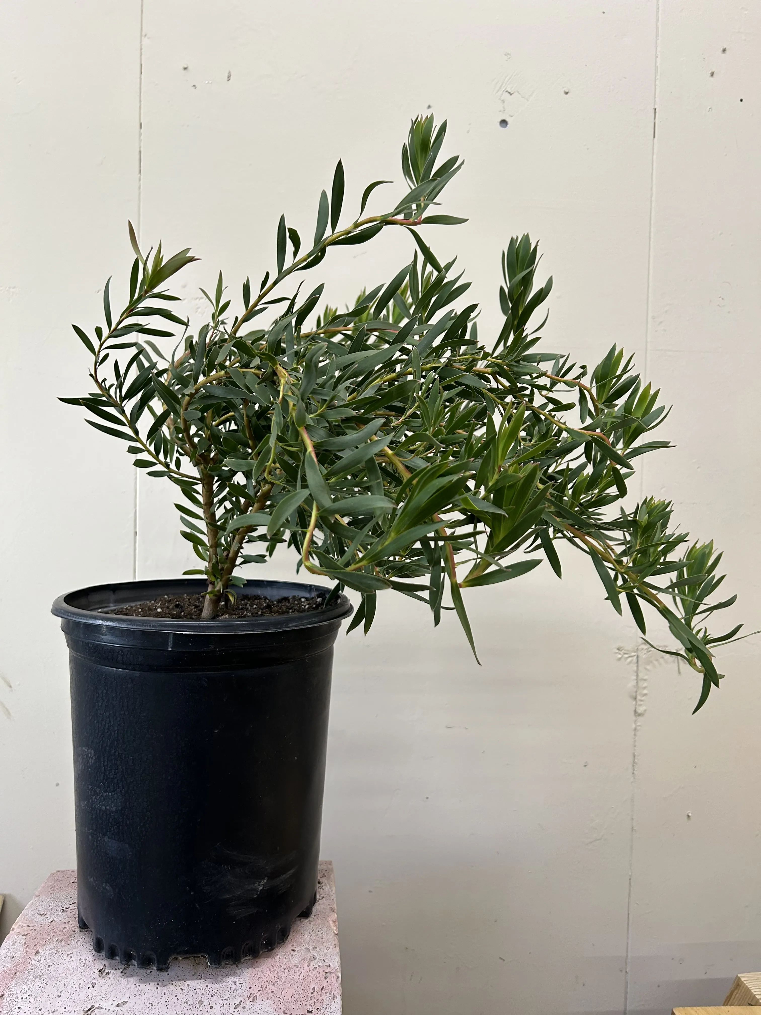 Leucadendron Red Eye
