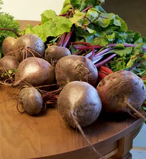 Lutz Green Leaf Beet