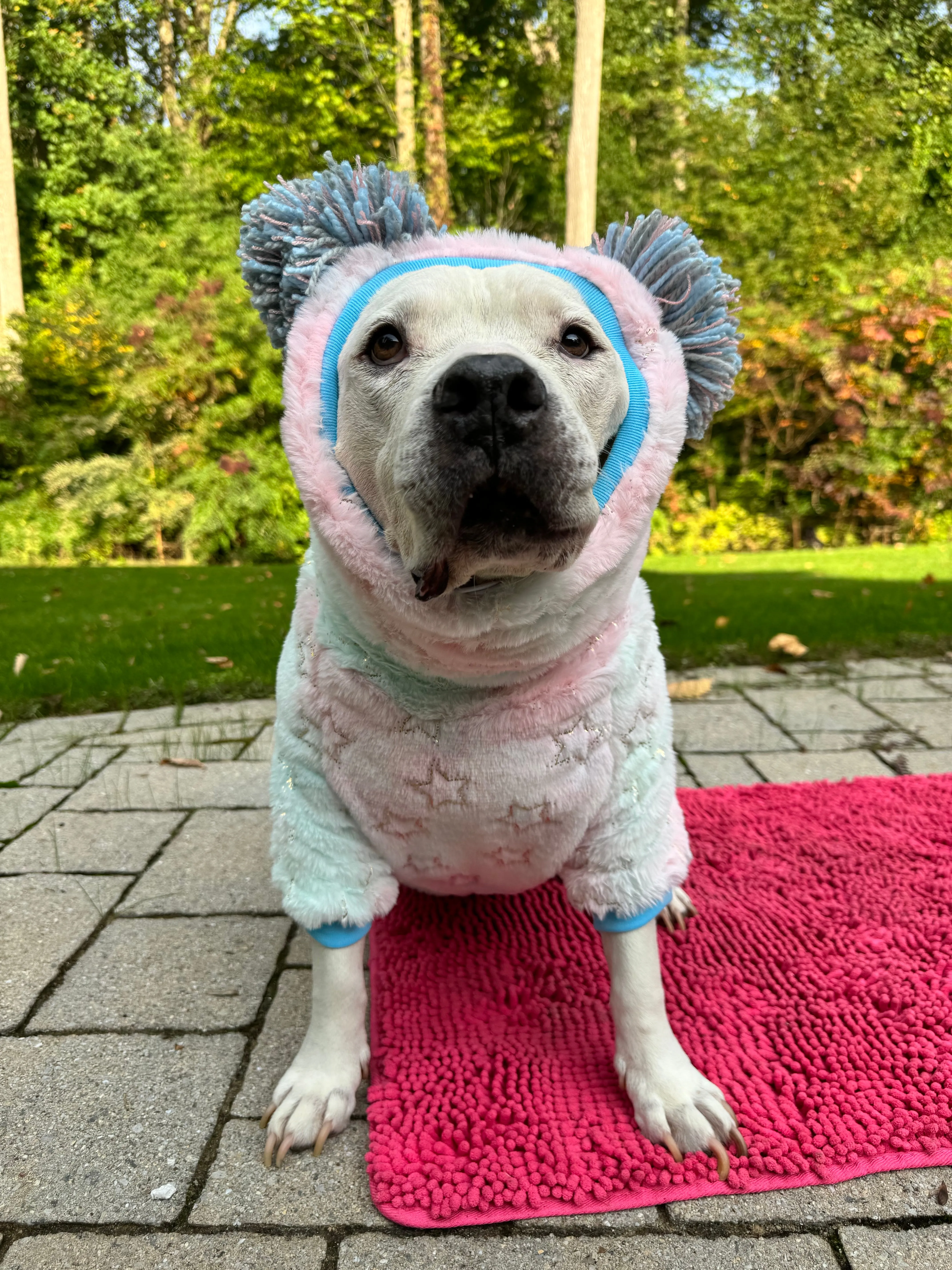 Northern Lights & Shiny Stars Dog Sweater with Long Pompom Snood