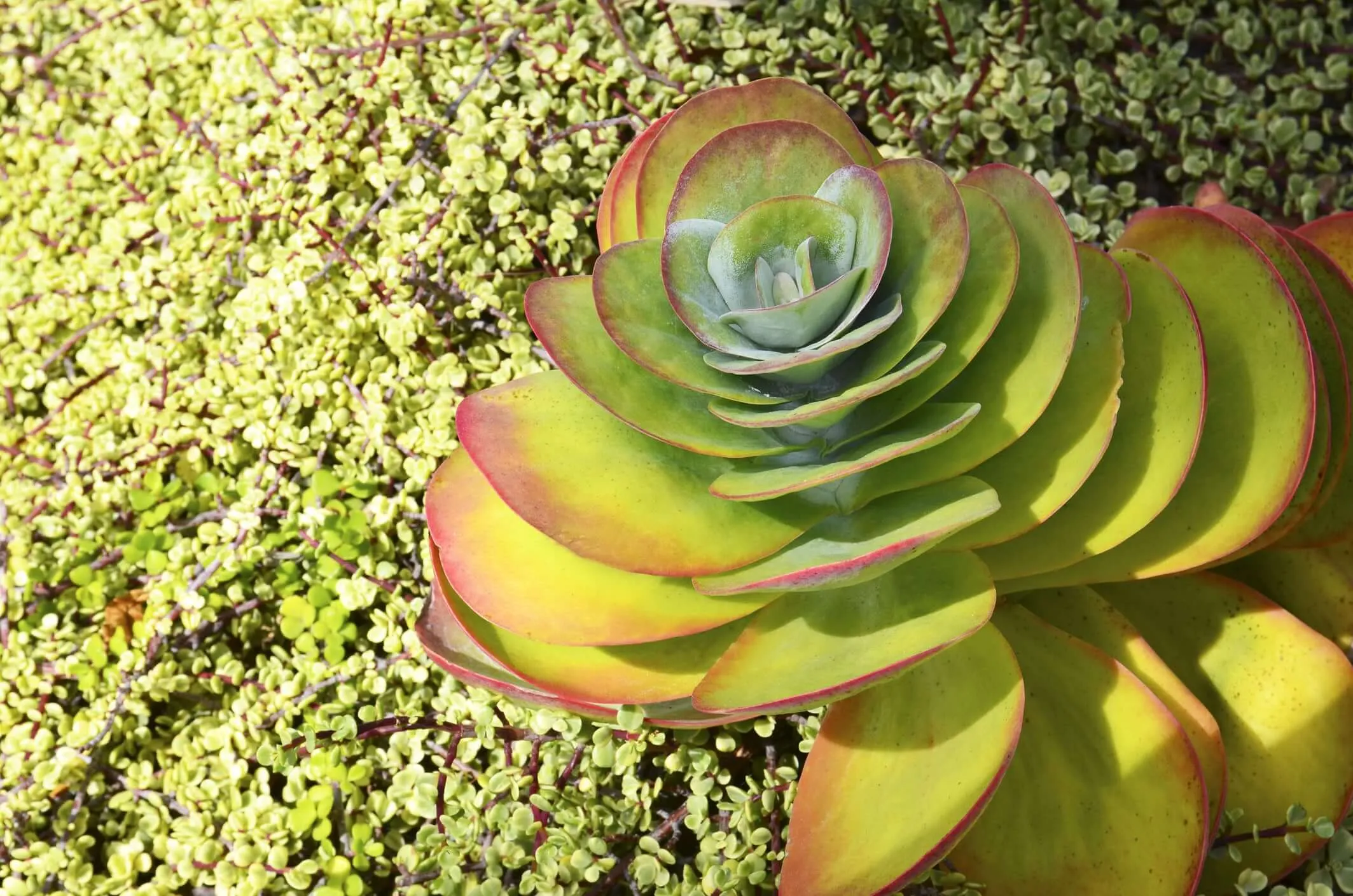 Paddle Plant