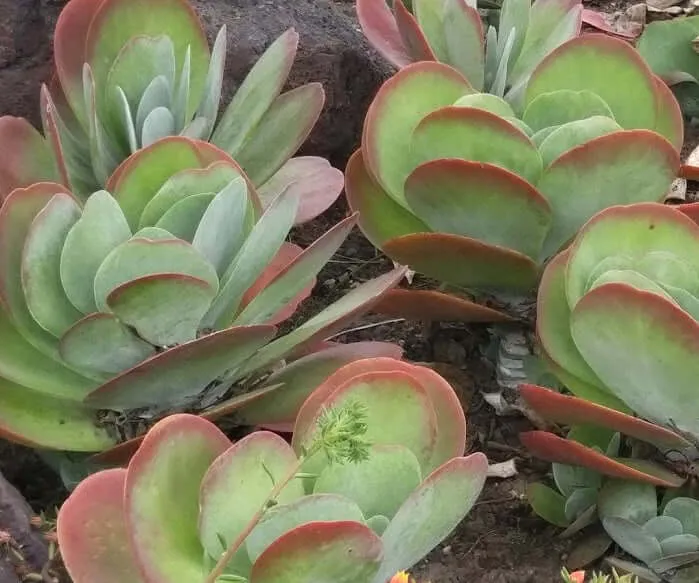 Paddle Plant