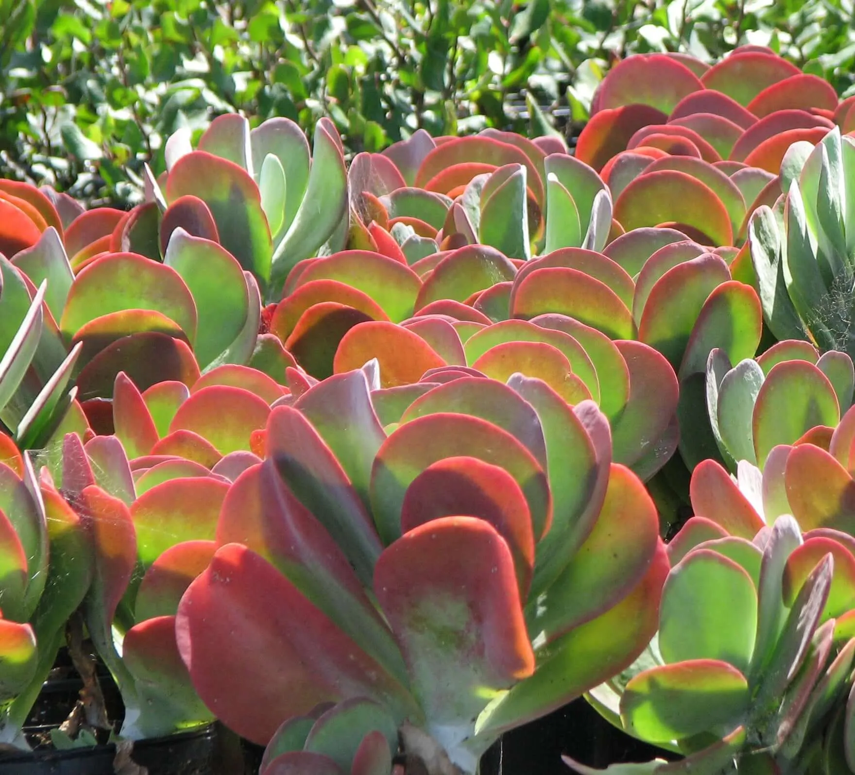 Paddle Plant