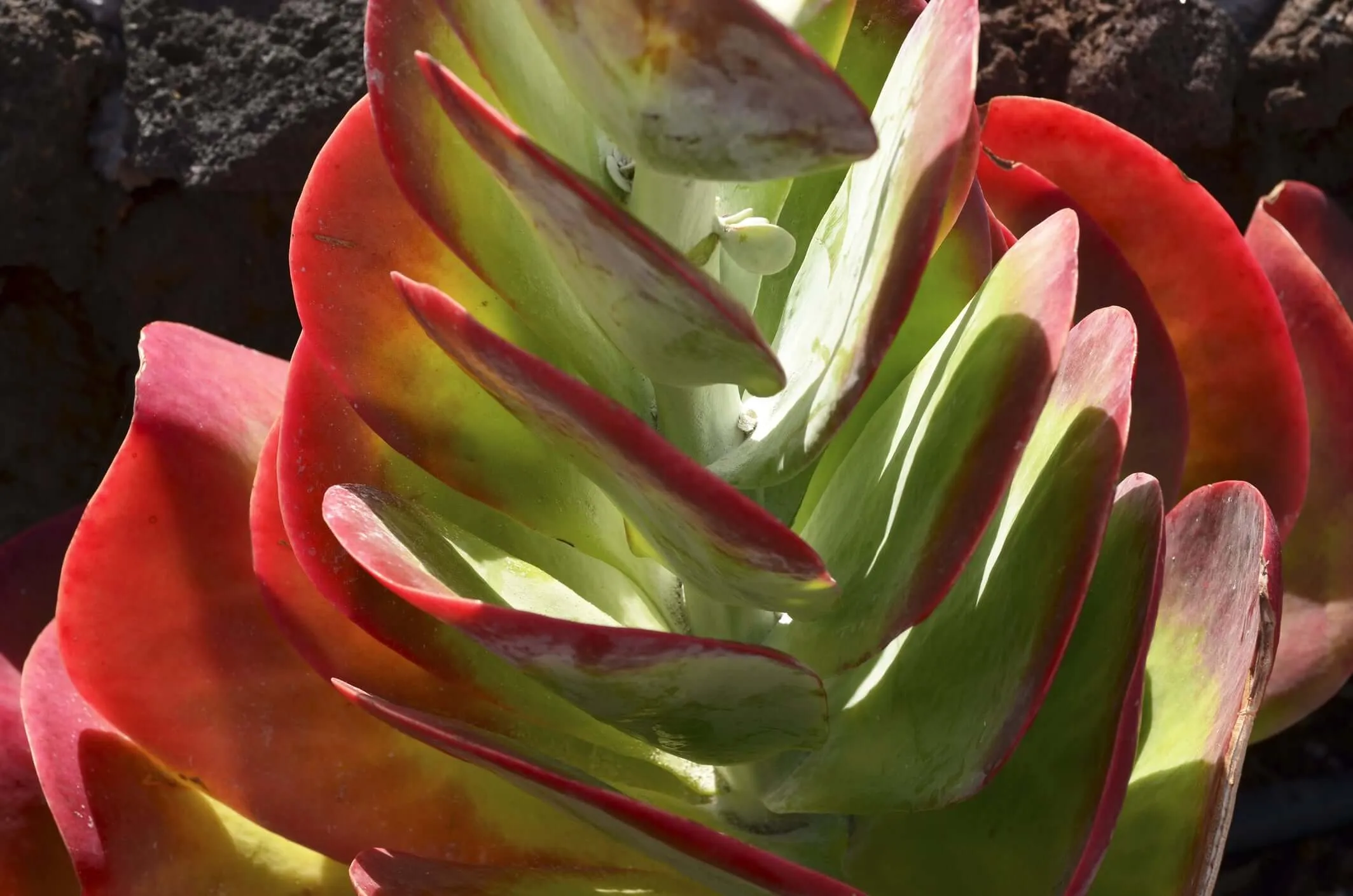 Paddle Plant