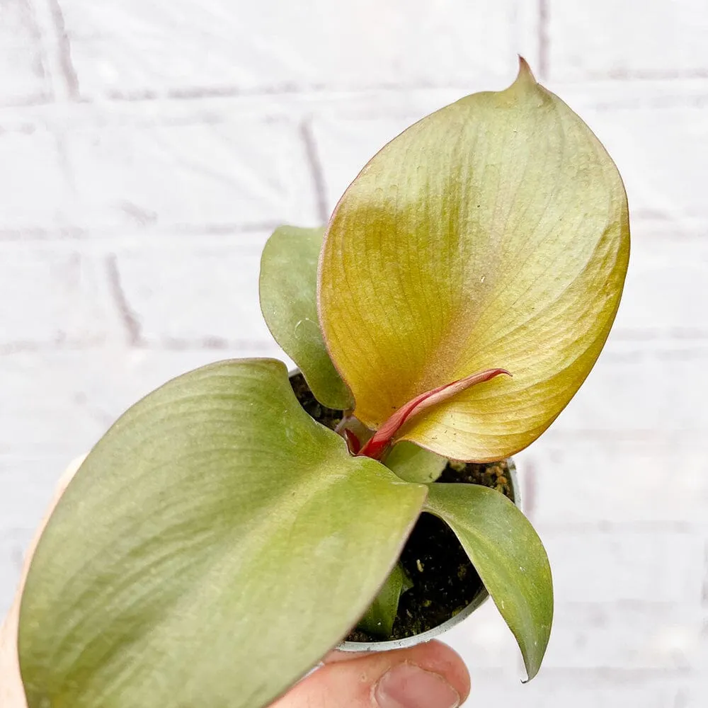 Philodendron Red Heart House Plant 6cm Pot
