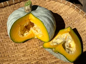 Stella Blue Squash