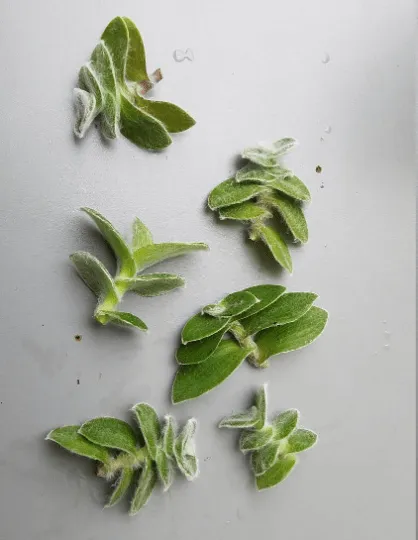Tradescantia Sillamontana Teddy Bear Vine, Cuttings x5