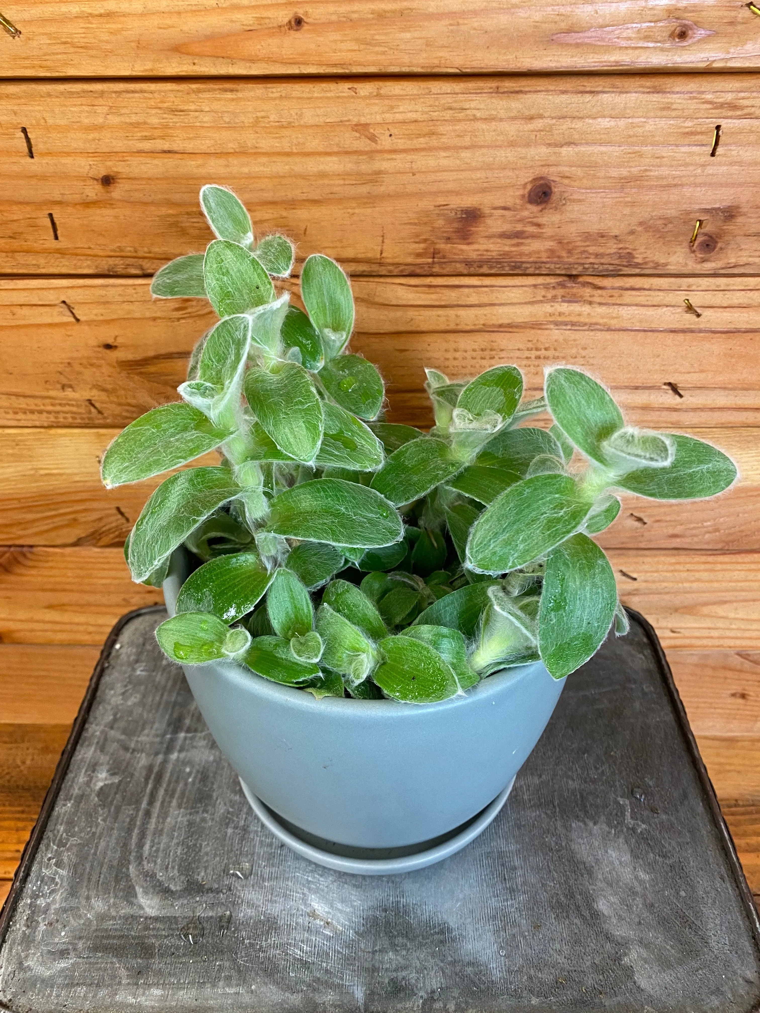 Tradescantia Sillamontana Teddy Bear Vine, Cuttings x5