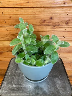 Tradescantia Sillamontana Teddy Bear Vine, Cuttings x5